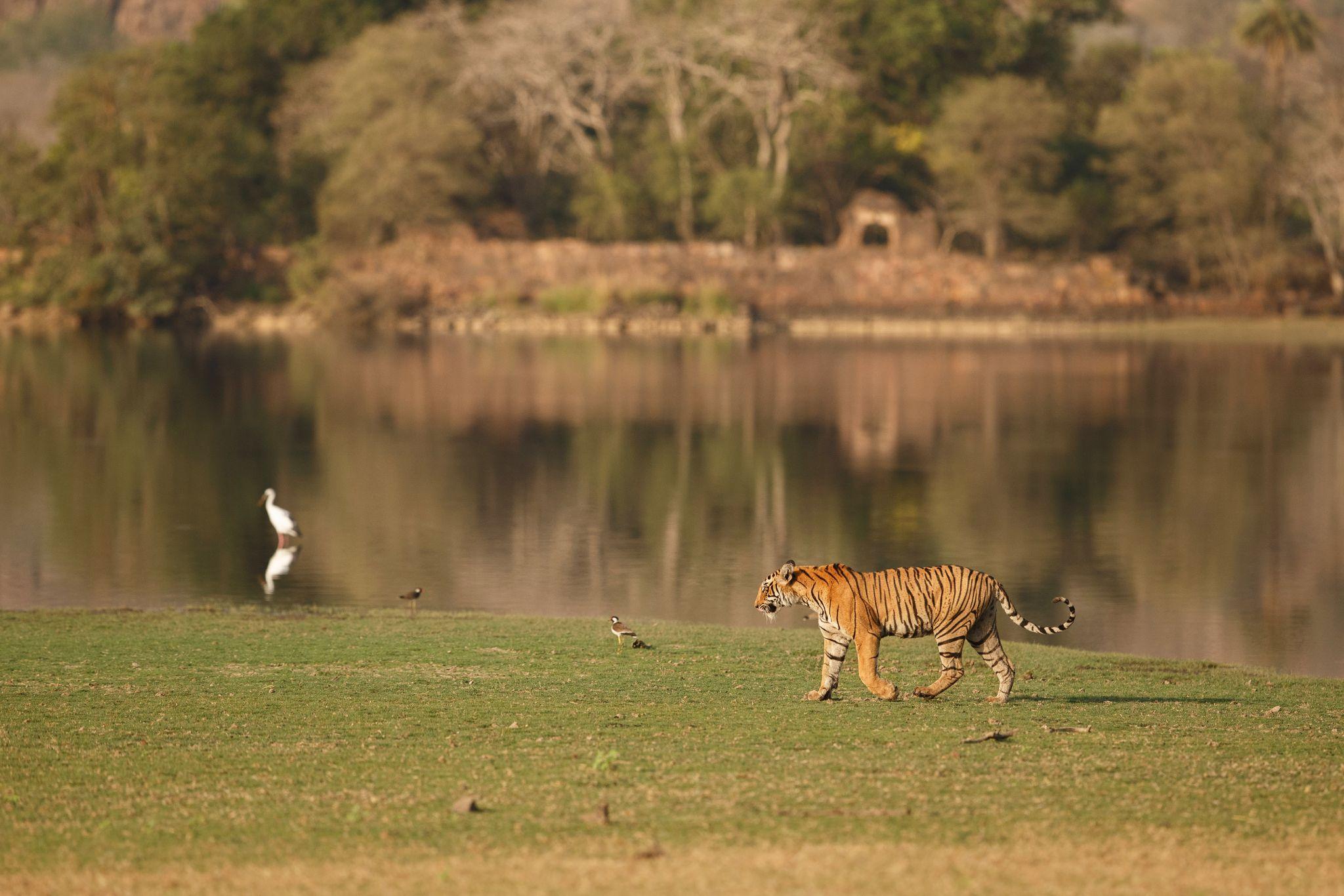 Family road trip from Delhi to Jim Corbett National Park, featuring a tiger by a serene lake, perfect for a wildlife escape